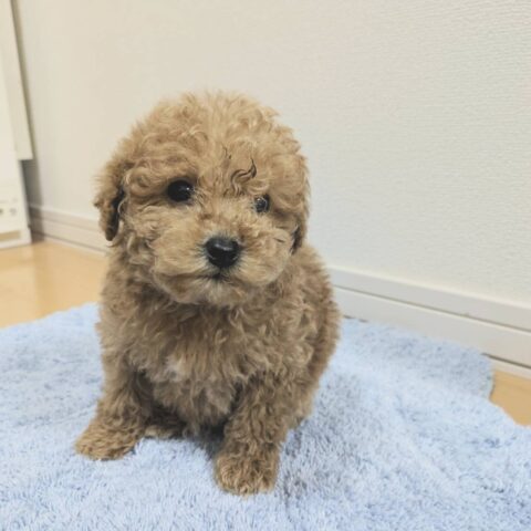 アイコン画像