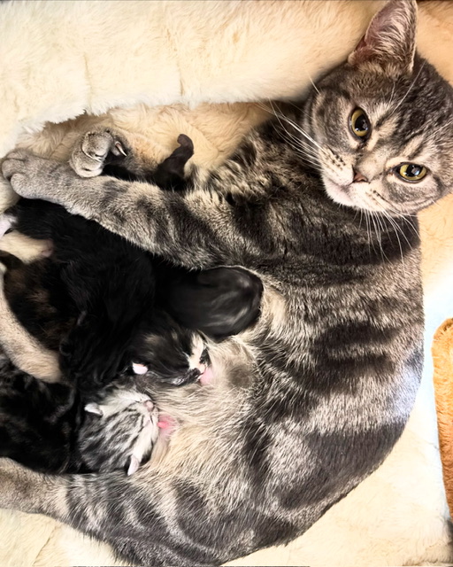 ギャラリー画像