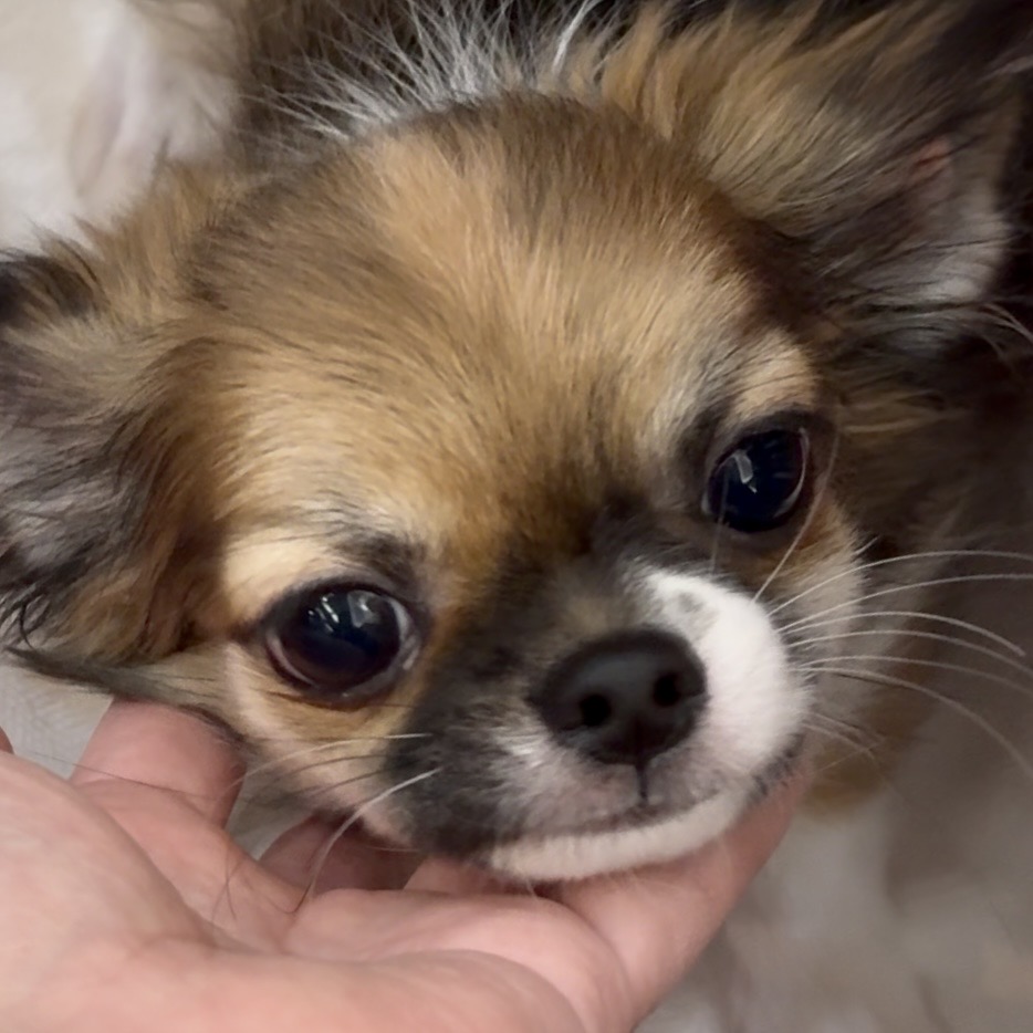 スライダー画像