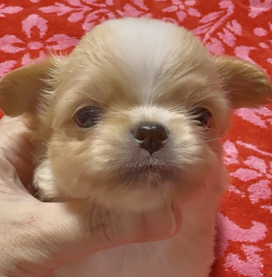 スライダー画像