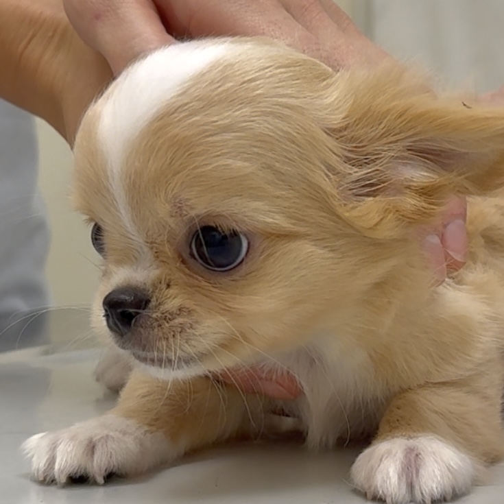 スライダー画像