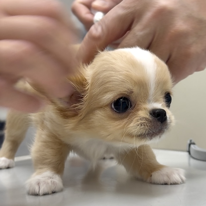 スライダー画像