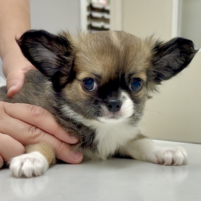 スライダー画像