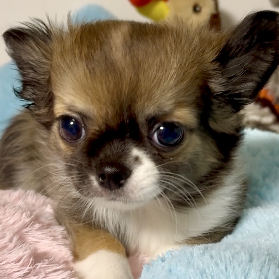 スライダー画像