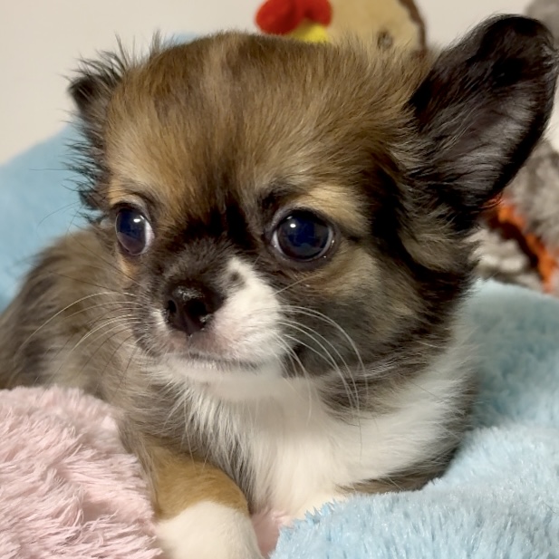 スライダー画像