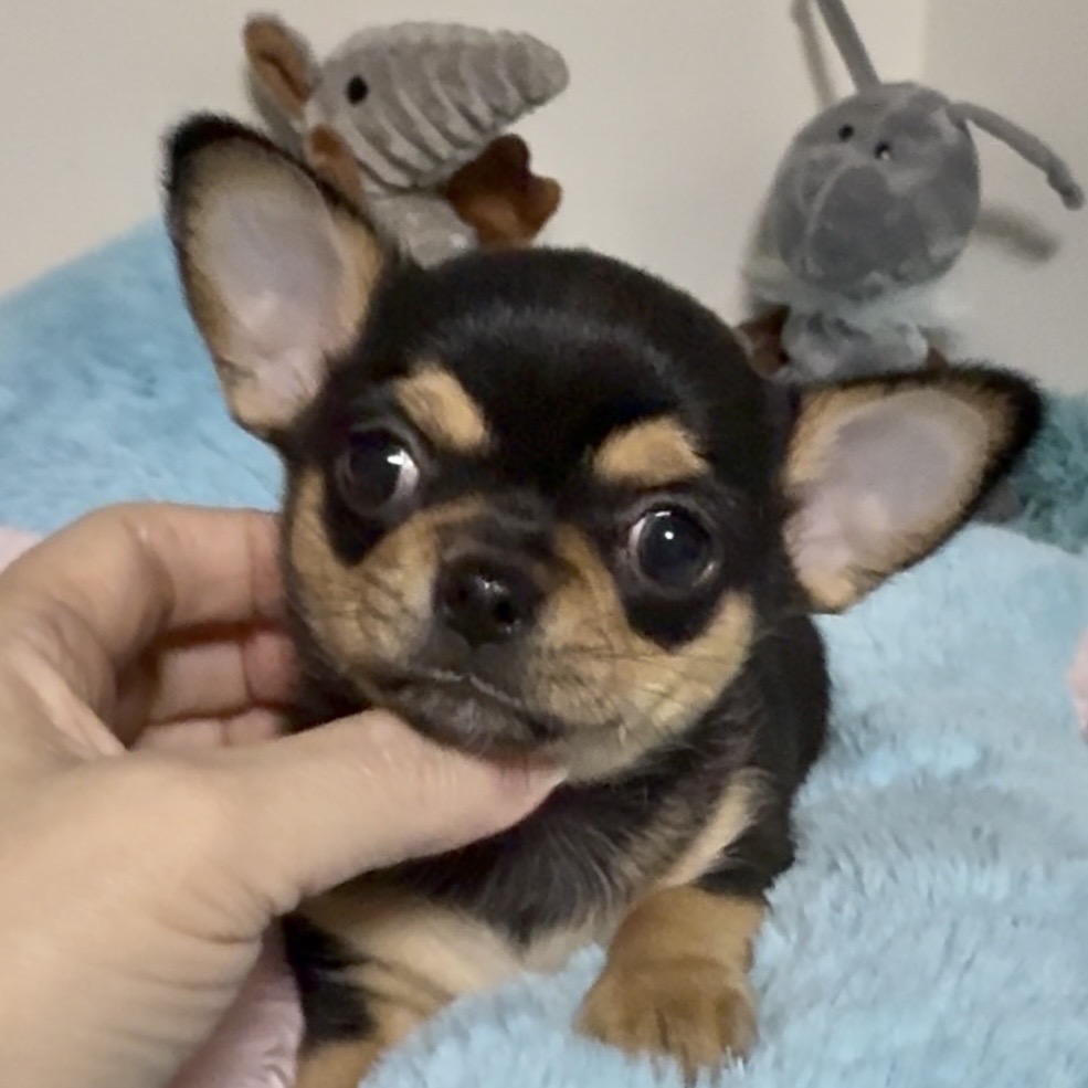 スライダー画像